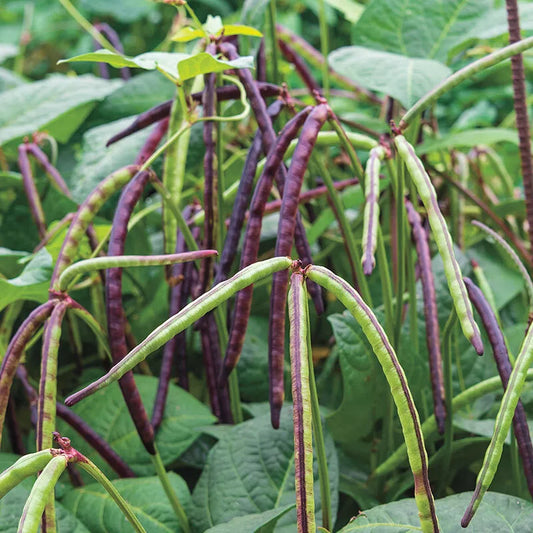 Pinkeye Purple Hull Pea Seeds, NON-GMO, Southern Cowpea, Heirloom Variety, Free Shipping