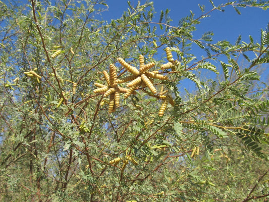 Screw Bean Mesquite Tree Seeds - 10 Seed Pods - Prosopis Pubescens - Drought-Tolerant, Native Plant for Landscaping