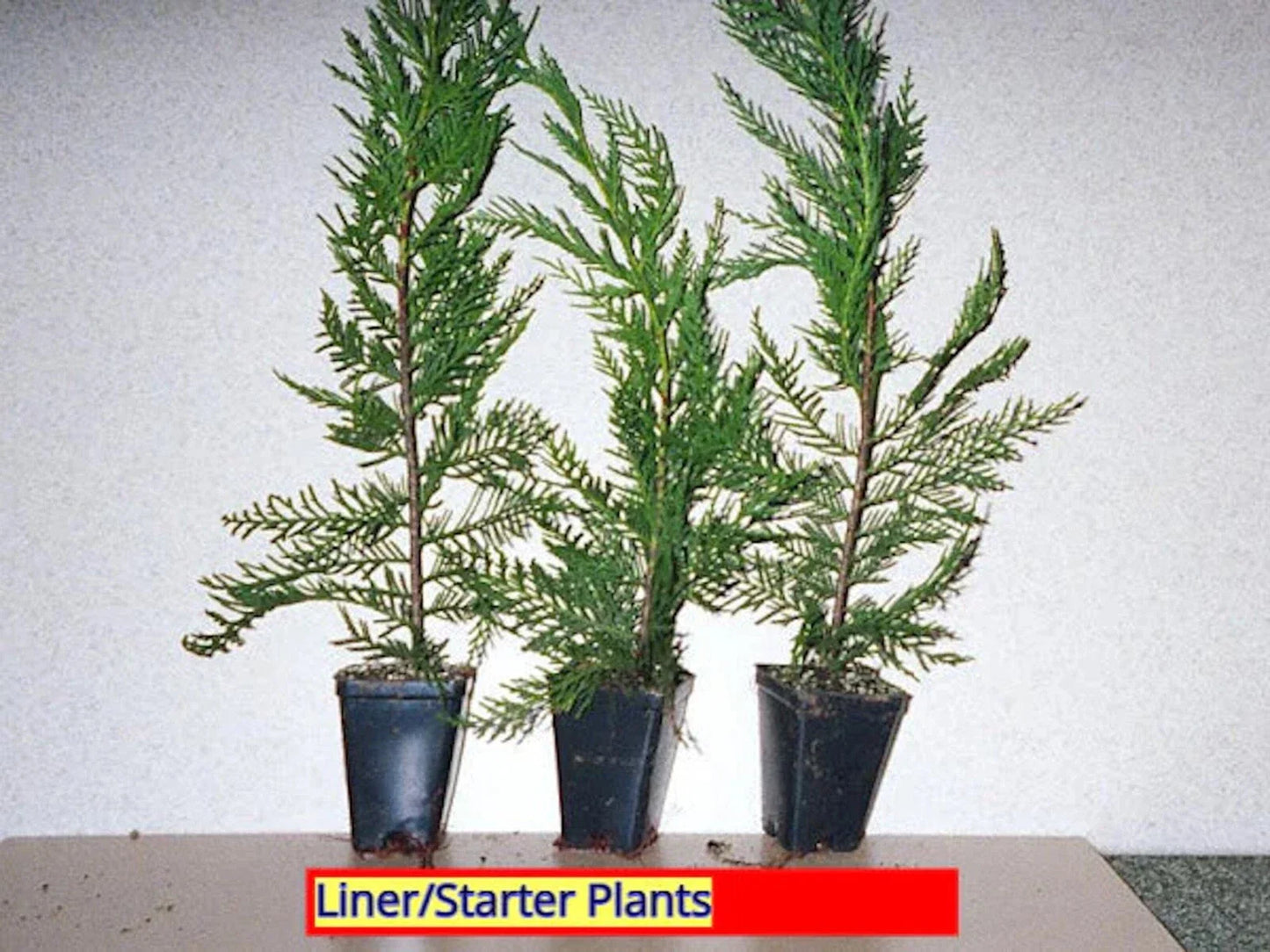 Leyland Cypress Tree Starter Plants - 100 Bare Root Evergreen Hedge Plants, Cupressocyparis leylandii, Fast Growing, Full Sun