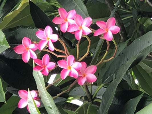 Plumeria Miami Rose Plant - Large Pink Flowers, Fragrant, 6"-10" - Frangipani (Plumeria spp.)