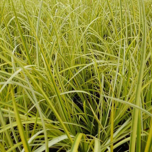 Live Cold Hardy Golden Sweet Flag Aquatic Marginal Pond Plant - Acorus gramineus 'Ogon' - Buy 2 Get 1 Free
