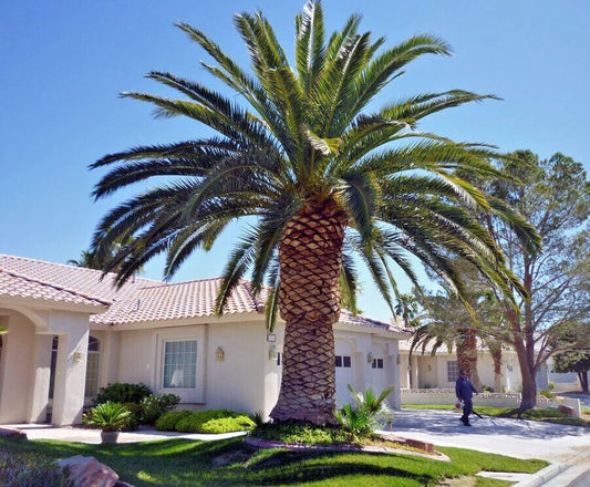 Canary Island Date Palm Seeds - 10 Pack - Phoenix Canariensis - Hardy Fruit Plant