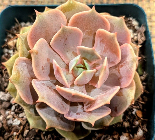 Echeveria "Pink Diamond" Potted Plant - 4" Diameter - Succulent, Pink Variegation, Indoor Houseplant