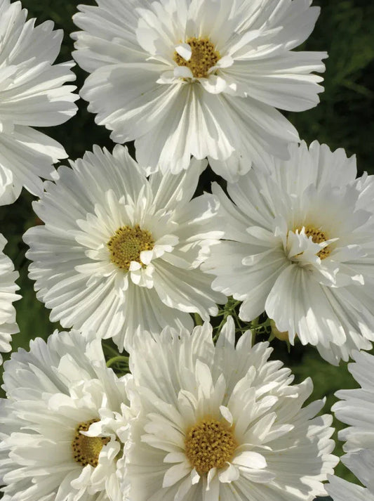 Cosmos Seeds - 100 Non-GMO Psyche White Blossoms - Attracts Butterflies & Bees - Cosmos bipinnatus