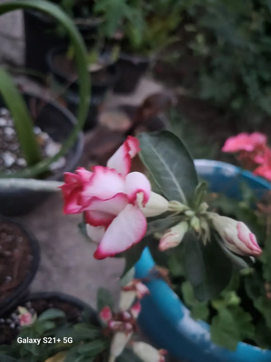 Desert Rose Plant - 6-8" Tall, Double with Stripes - Adenium obesum