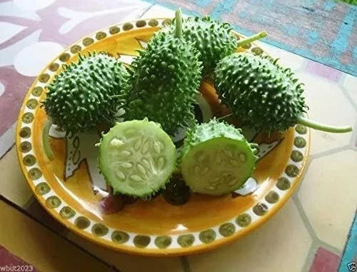 West Indian Gherkin Seeds - 100+ Heirloom Burr Spike Cucumber Seeds - Rare Variety