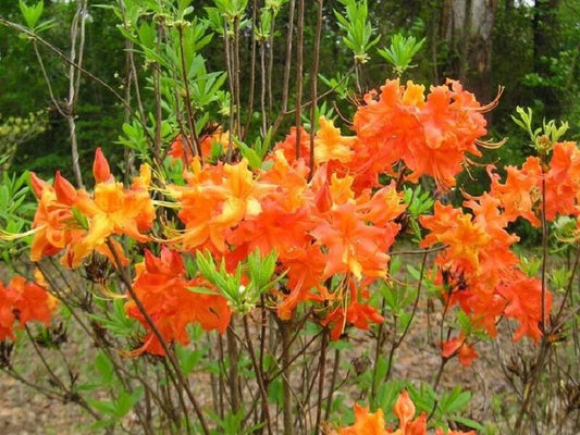 Aromi Azalea Starter Plant - FRONTIER GOLD - Deciduous Rhododendron - Dormant Small Plant