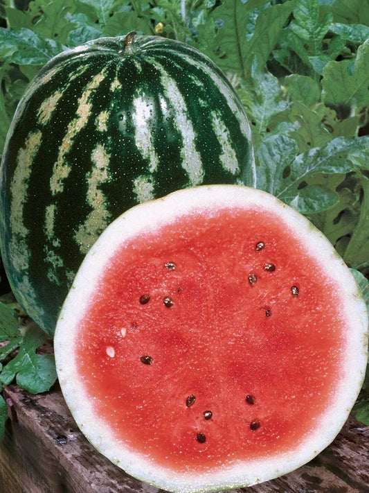Crimson Sweet Watermelon Seeds - 25 Non-GMO Seeds - Citrullus lanatus - Free Shipping in USA