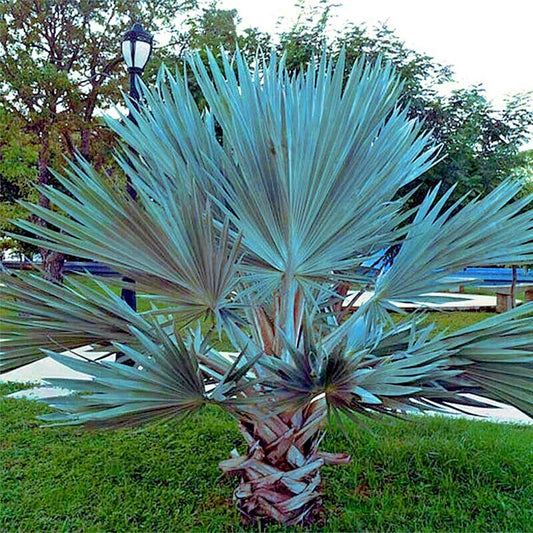 Mexican Blue Hesper Fan Palm Tree Seeds - Grey Goddess - Cold Hardy Tropical Variety - 5 Seeds (Scientific Name: Brahea armata)
