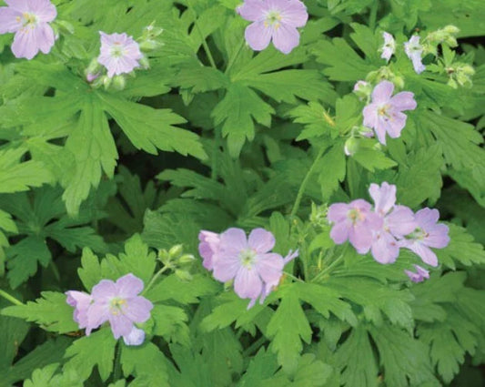 Cranesbill Wild Geranium Bare Roots - 10 Pack - Geranium maculatum Wildflower