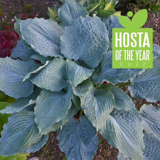 Hosta Plant 5.25" Pot Diamond Lake Perennial Proven Winners Hosta of the Year (Hosta 'Diamond Lake')