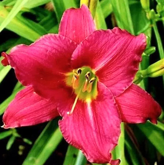 Daylily Ruffled Red 'Cranberry Baby' Hemerocallis Live Plant Root, Dwarf, Deciduous, Zone 3-10, Attracts Butterflies, Full Sun