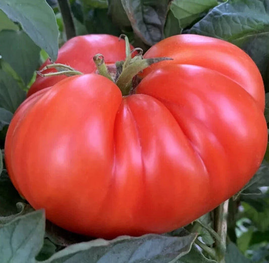 Mortgage Lifter Tomato Seeds 50+ Indeterminate Vegetable Garden Beefsteak Solanum lycopersicum