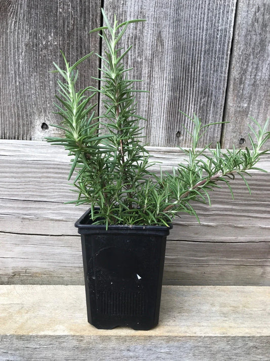 Live Rosemary Plant - 4 Bare Root Cuttings - Aromatic Herb - Rosmarinus officinalis