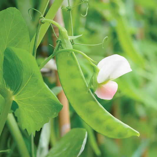 Dwarf Grey Sugar Snow Pea Seeds, NON-GMO Heirloom, Vegetable Gardening, Pisum sativum, Free Shipping