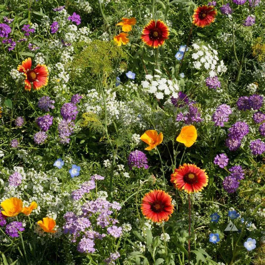 Wildflower Mix Seeds - Heirloom Beneficial Insectary Blend - 1000 Count for Flower Garden - Pollinator Friendly