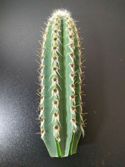 Cephalocereus royenii Starter Cactus 6" Tall Pipe Organ Cactus 1 Cut - Sebucán Succulent Plant
