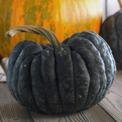 Yokohama Squash - 25+ Seeds - Heirloom Vegetable Seeds for Garden Planting - Cucurbita maxima
