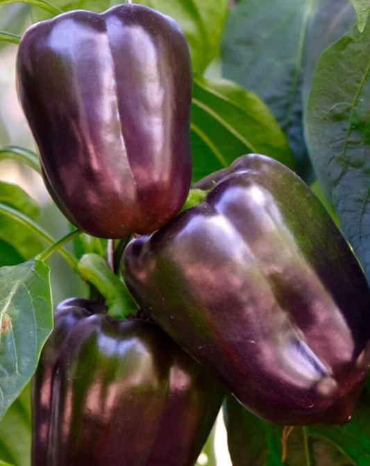 Sweet Purple Beauty Pepper Seeds - 25 Fresh Premium Seeds - Capsicum annuum - First-Rate Harvest Quality