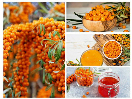 Seaberry Seeds - 50+ Sea Buckthorn Seeds | Edible Medicinal Berry Fruit Tree | Hippophae rhamnoides