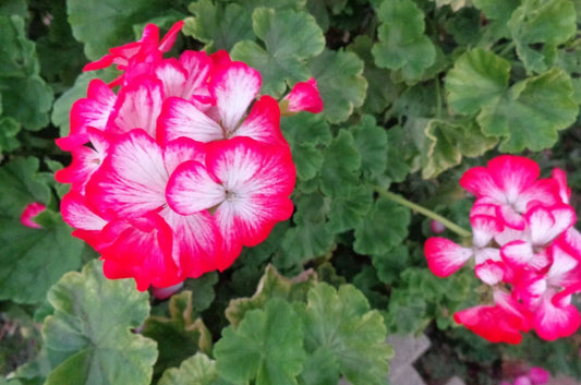 Rare Red & White Geranium Live Plant Starter Cutting 2"x6" Pelargonium Species