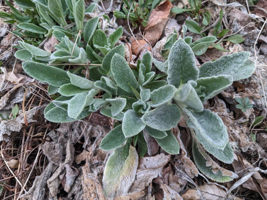 Lambs' Ear Baby Starter Plants - 3x Bare Root - Stachys byzantina - Soft Fuzzy Leaves, Drought Tolerant Ground Cover