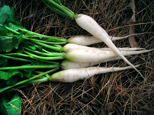 White Icicle Radish Seeds - Mini Daikon - NON-GMO - Variety Sizes Available - Raphanus sativus