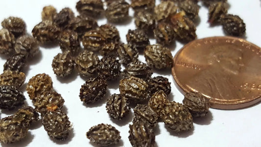 Papaya Seeds 100 pc Dwarf Tropical Fruit Tree Seeds Carica papaya