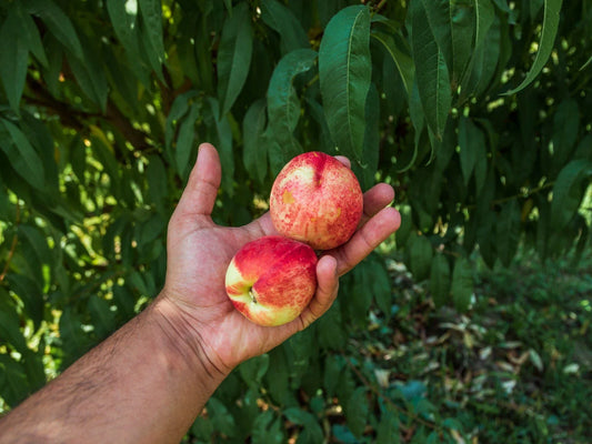 Dwarf Peach Tree Seeds - Fast Growing Variety, Prunus persica, 12 Pack - Free Shipping from US Seller
