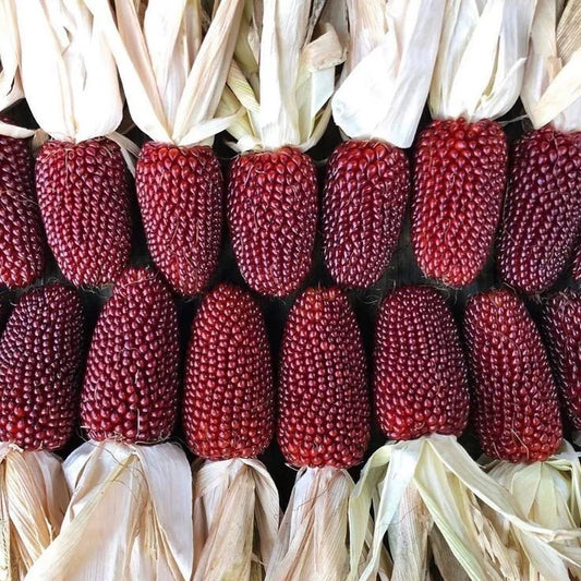 Strawberry Popcorn Seeds, 50 Heirloom Organic Seeds, Popping Corn for Fall Decor, Zea mays everta