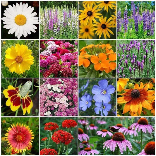 Wildflower Seed Mix - 1000 Seeds - All Perennial, Attracts Bees, Butterflies, Hummingbirds, Native Species