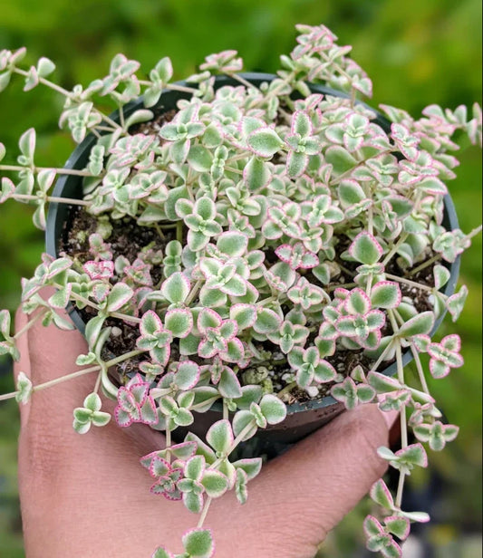Sedum 'Little Missy' Succulent Live Plant 4" Bare Roots | Perfect for Home Garden Decor | Drought-Tolerant Succulent