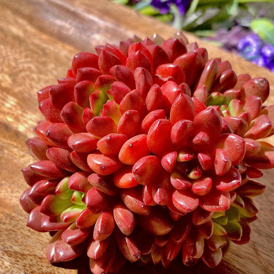 Echeveria Pink Rubby Succulent Plant - 3" Green Live Succulent - Echeveria spp.