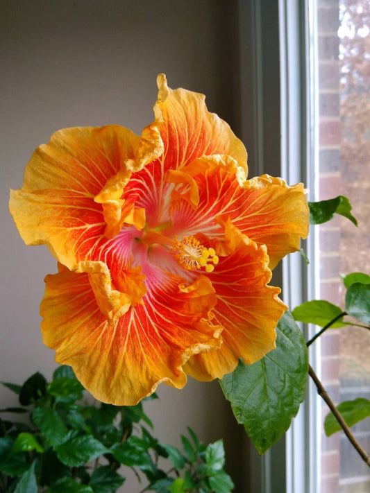 Tropical Hibiscus Starter Plant - Small Rooted - SO FINE - Hibiscus rosa-sinensis - Ships Bare Root