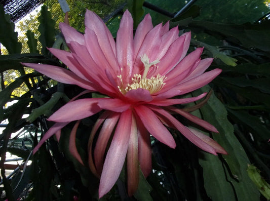 Epiphyllum Orchid Cactus Cutting - FUSAE NAKANISHI Variety - Rare Tropical Plant - Perfect for Home Garden