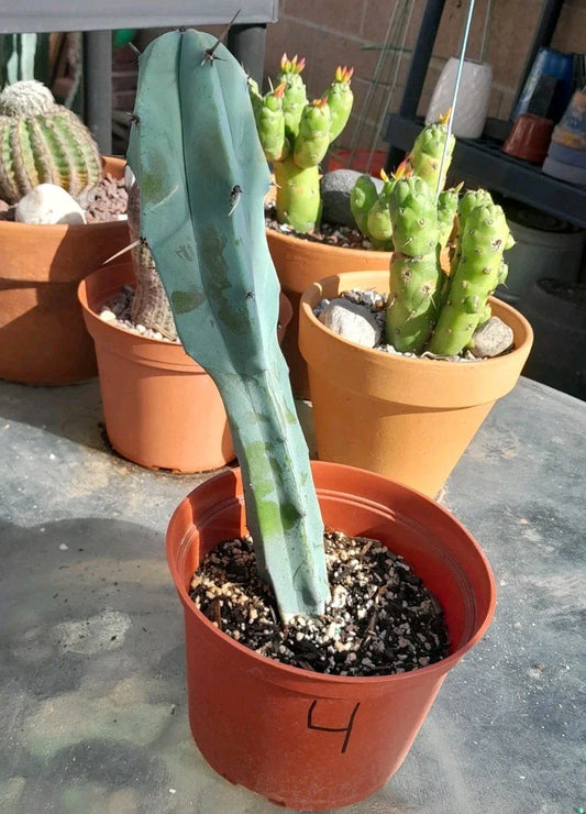 Myrtillocactus Geometrizans Rooted Blue Candle Plant 10-12" - Unique Color #4