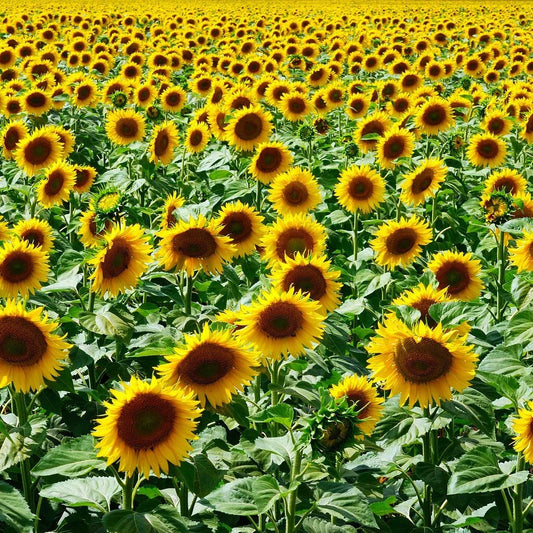 Mammoth Grey Stripe Sunflower Seeds - NON-GMO, Helianthus annuus, Bulk Pack for Planting, Free Shipping Available