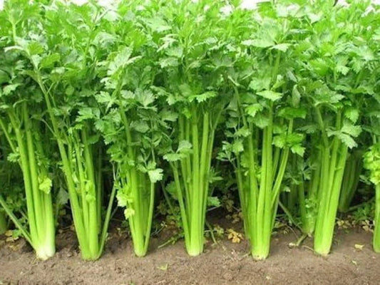 Chinese Celery Seeds - Non-GMO Heirloom Variety, Fast Shipping - Perfect for Home Garden (Apium graveolens)