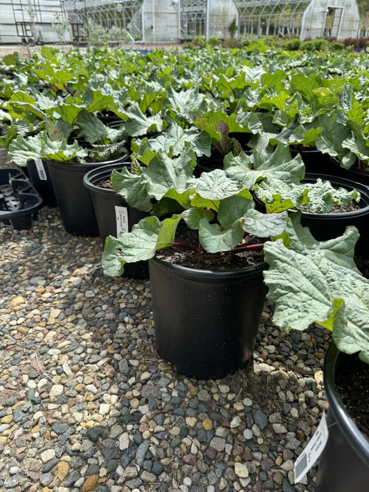 Potted Rhubarb Plant 2 Gal. “Chipman’s Red” - Established Roots - Garden Herb - Rheum rhabarbarum