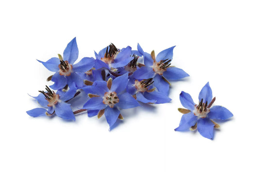 Borage Flower Seeds 75+ | Borago Officinalis | Medicinal Herb & Edible Flower Seeds for Garden Planting