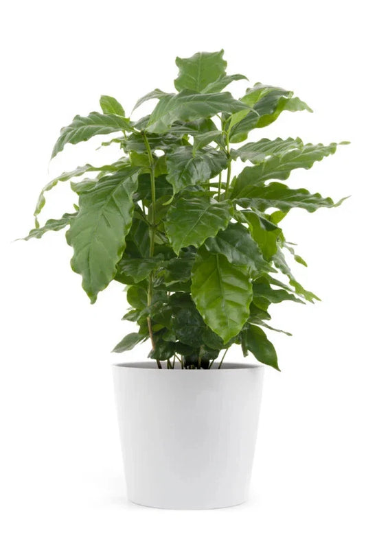 Rooted Arabica Coffee Plant Starter - Brew Your Own Coffee - Coffea arabica