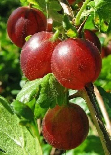 Captivator Gooseberry Plant, Live Rooted Shrub, 3-6 Feet Tall, Self-Pollinating, Zones 3-8, Ribes uva-crispa