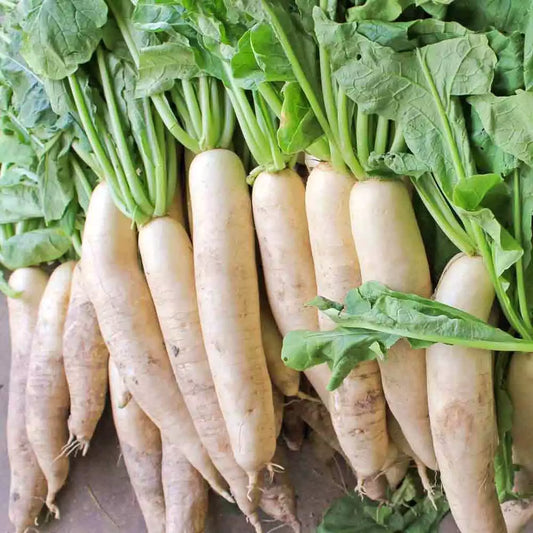 Daikon Radish Seeds, 1 Ounce, Extremely Large, Deer Food Plot, Raphanus sativus