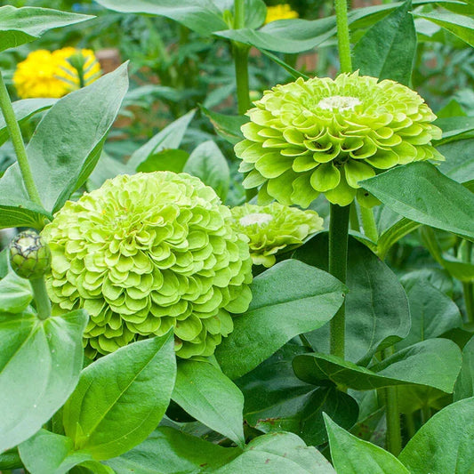 Benary Giant Lime Zinnia Seeds - 100+ Pack - Flower Seeds for Garden Planting - Zinnia elegans