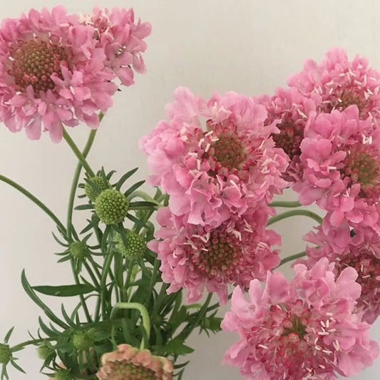 Pink Scabiosa Pincushion Flower Seeds - 50 Fresh Seeds for 2025 - Scabiosa japonica