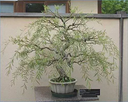 Bonsai Tree Dragon Willow Thick Trunk Cutting 6-8 Inches Indoor/Outdoor Live Plant Salix Matsudana
