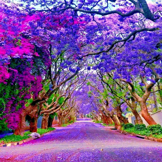 Jacaranda Fern Tree Seeds - Mimosifolia acutifolia - Tropical Blue Flowers for Garden and Landscaping