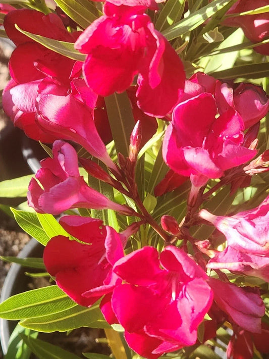 Red Oleander Seeds - 60 Fresh Nerium Flower Seeds for Planting - Oleander Bush House Plant