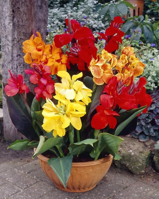 Canna Lily Bulbs Mixed Variety - Colorful Flowering Plants for Garden - Canna indica