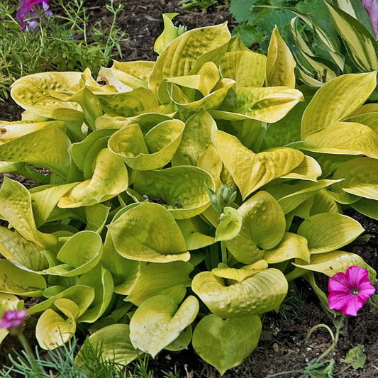 Hosta Maui Buttercups 5.25" Pot - Colorful Perennial Shade Plant - Well Rooted Hosta Plant for Gardens (Hosta 'Maui Buttercups')